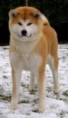 /album/ra%c3%a7as%20de%20cachorros%20%2c%20%28%3a/akita-inu-1-jpg/