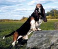 /album/ra%c3%a7as%20de%20cachorros%20%2c%20%28%3a/basset-hound-2-jpg/