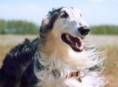/album/ra%c3%a7as%20de%20cachorros%20%2c%20%28%3a/borzoi-2-jpg/