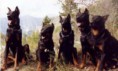 /album/ra%c3%a7as%20de%20cachorros%20%2c%20%28%3a/beauceron-3-jpg/