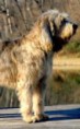 /album/ra%c3%a7as%20de%20cachorros%20%2c%20%28%3a/otterhound-jpg/