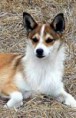 /album/ra%c3%a7as%20de%20cachorros%20%2c%20%28%3a/lundehund-jpg/