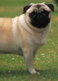 /album/ra%c3%a7as%20de%20cachorros%20%2c%20%28%3a/pug-jpg/