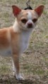 /album/ra%c3%a7as%20de%20cachorros%20%2c%20%28%3a/chihuahua-jpg/